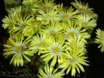 Delosperma Hybrid 'Amelie' (seeds)