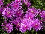 Delosperma cooperi