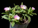 Delosperma sutherlandii (seeds)