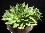 Echeveria agavoides