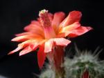 Echinocereus klapperi