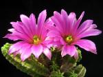 Echinocereus morricalii (seeds)
