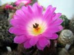 Echinocereus rigidissimus var. rubispinus L088 (seeds)