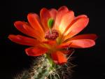 Echinocereus "rosae" (seeds)