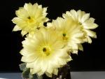 Echinocereus subinermis (seeds)