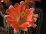 Echinocereus salm-dyckianus