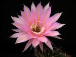 Echinopsis Hybrid "pink" [038.0]