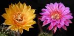 Echinopsis Hybrid "cognac x red-orange" (seeds)
