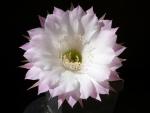 Echinopsis Hybride "Anastasia"