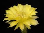 Echinopsis Hybrid "Hildegart Winter"