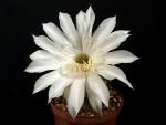 Echinopsis Hybride "weiß" [1452]