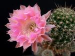 Echinopsis Hybrid "pink" [030.1]