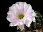 Echinopsis Hybrid "white" [041.0]