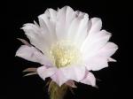 Echinopsis Hybride "weiß" [046.1]