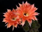 Echinopsis Hybrid "carrot red" [048.0]