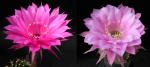 Echinopsis Hybrid "Siegfried x Sonata" (seeds)