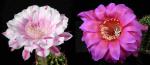 Echinopsis Hybride "Galaxy x rot-orange" (Samen)
