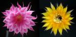 Echinopsis Hybrid "Eroica" x "cognac" (seeds)