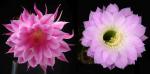 Echinopsis Hybride "Eroica x Lochinvar" (Samen)