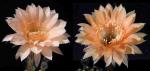 Echinopsis Hybride "apricot" (Samen)