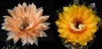 Echinopsis Hybride "apricot x cognac" (Samen)
