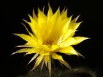 Echinopsis Hybride "gelb" [006.0]