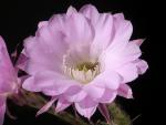 Echinopsis Hybride "rosa" [027.2]