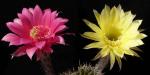 Echinopsis Hybrid "purple red x yellow" (seeds)