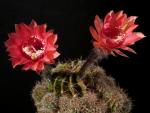 Echinopsis Hybride "lachsrot" [037.0]