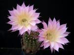 Echinopsis Hybride "rosa" [039.1]