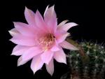 Echinopsis Hybrid "pink" [073.0]