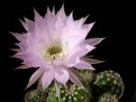Echinopsis Hybride "hellrosa" [092,2]