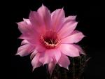 Echinopsis Hybrid "pink" [101.0]