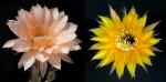 Echinopsis Hybride "apricot x gelb" (Samen)