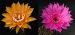 Echinopsis Hybrid "cognac x Siegfried" (seeds)