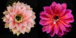 Echinopsis Hybride "apricot-gelb x violett-rot" (Samen)