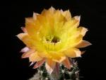 Echinopsis Hybrid "yellow-pink" [2088]