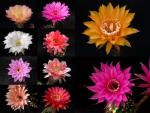 Echinopsis Hybride  Mischung (Samen)