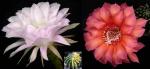 Echinopsis Hybride "variegat" x "orange-rot" (Samen)