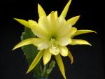 Epicactus Hybride "gelb"