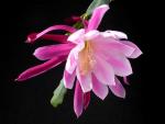 Epicactus Hybride "Sherman E. Beahm"