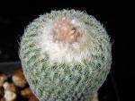 Epithelantha petrii (Samen)