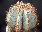 Euphorbia horrida
