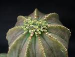 Euphorbia obesa