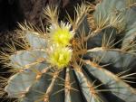 Ferocactus glaucescens (seeds)