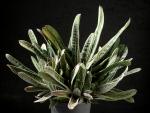 Gasteria Hybride "Little Wart"