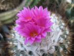 Turbinicarpus viereckii var. neglectus L1159
