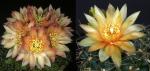 Gymnocalycium hybrid "pink x apricot" (seeds)
