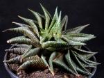 Haworthia limifolia