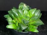 Haworthia magnifica